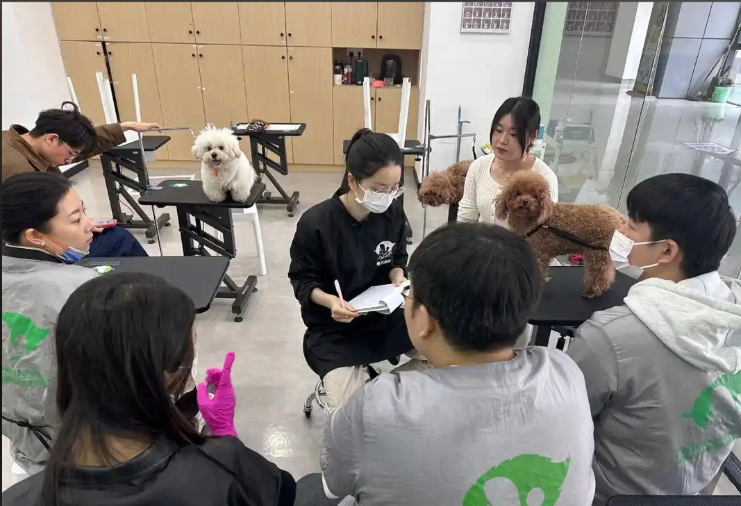 濮阳市宠物剪毛宠物美容培训学校 - 推荐